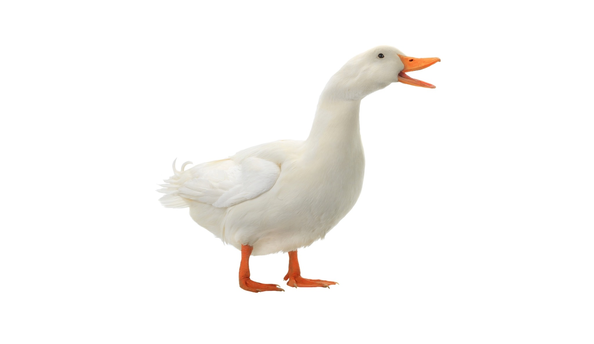 talk duck