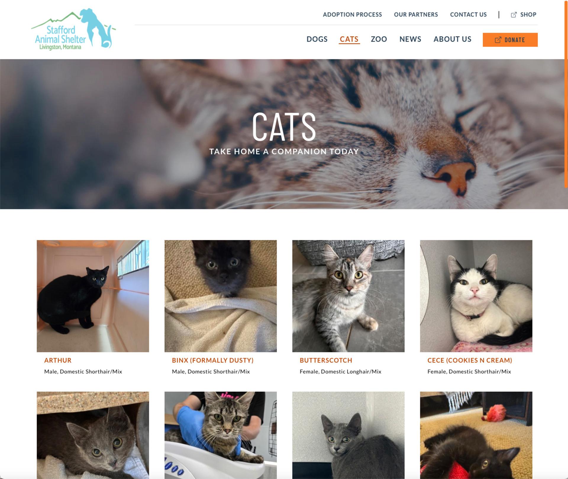 Adoptable Cats Page