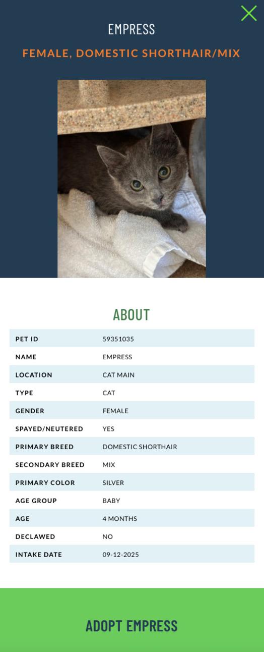 Adoptable Cats Page